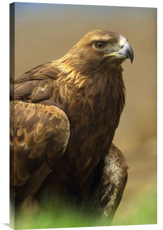 " Golden Eagle Portrait ", 24" H x 16" W x 1.5" D