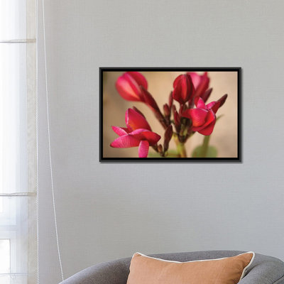 « guadalupe fernandez plumeria, fleur multicolore from yucatan », reproduction de photo sur toile