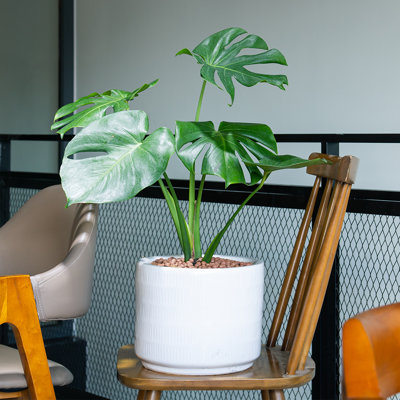 American Plant Exchange Monstera Deliciosa Split-Leaf, Live Tropical Plant, 6-Inch Pot, Vining Houseplant