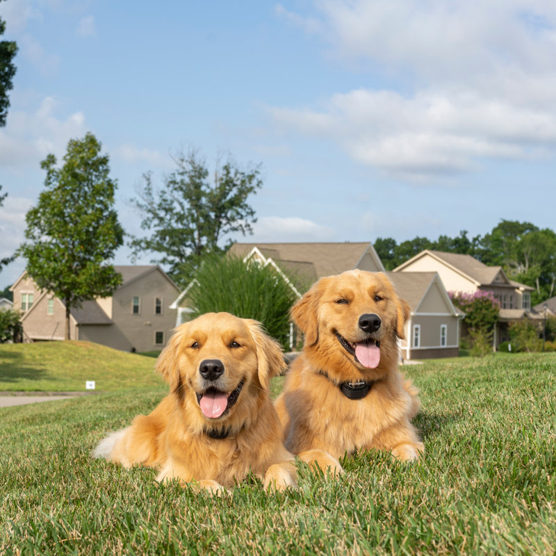 Stay & Play® Compact Wireless Dog Fence