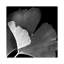 Ginko Square I by Albert Koetsier - Gallery-Wrapped Canvas Giclée on Canvas-2092425406-2119331175