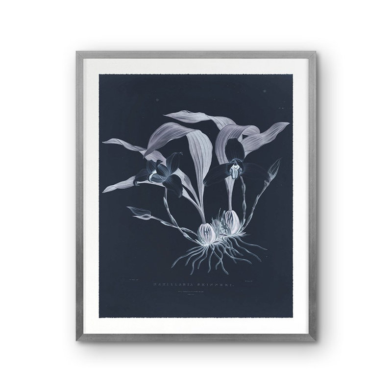 Maxillaria Skinneri Print by Porter Design