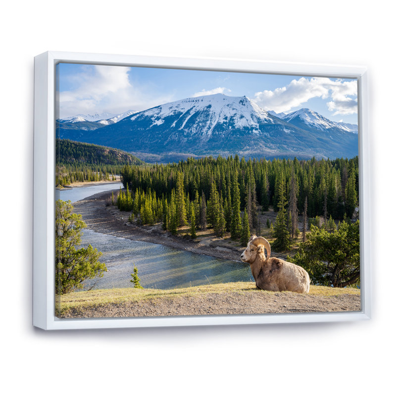 Faune sauvage, paysage de l'Alaska II, H 12 po x l 20 po x P 1 po, Cadre flottant blanc