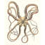 Reproduction d'art sur toile Beachcrest Home ™ Inconnue, titrée: Antique Octopus Collection IV 174301Z-1947763414