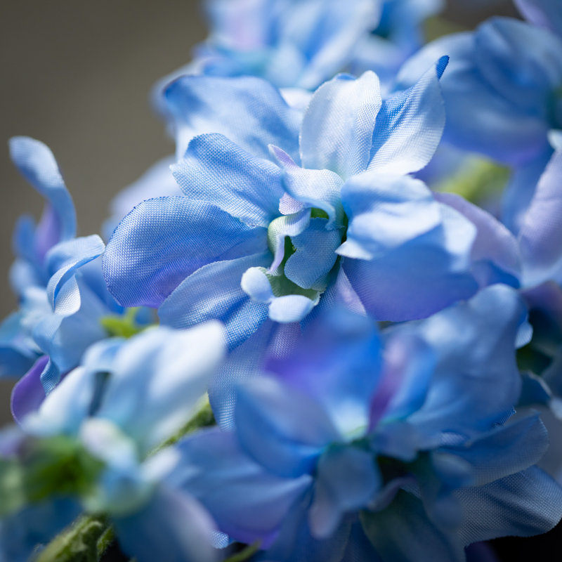Tiges Mcnulty Sky-Delphinium