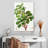 Keiri Carob Tree-108383669