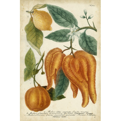 Agrume exotique I