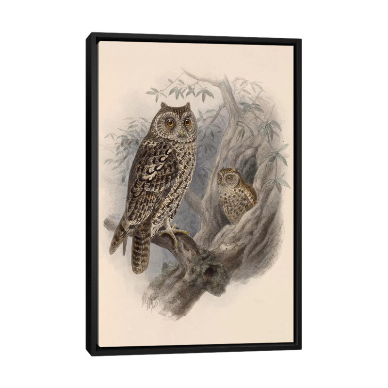 «Tree Owls, 1902», impression sur toile, H 26 po x l 18 po x P 1,5 po, Toile avec cadre noir, Pas de tapis