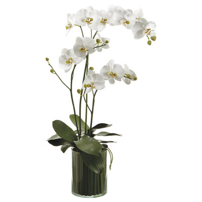 36"Hx9"Wx22"L Orchids In Soil Glass Vase