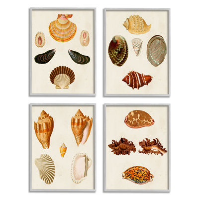 " Vintage Seashell Study Intricate Shell Patterns " by G.W. Knorr 4 - Pieces