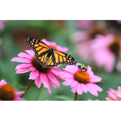 View Of Monarch Butterfly - Wrapped Canvas Print