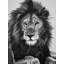 The Lion King - Wildlife-17821774