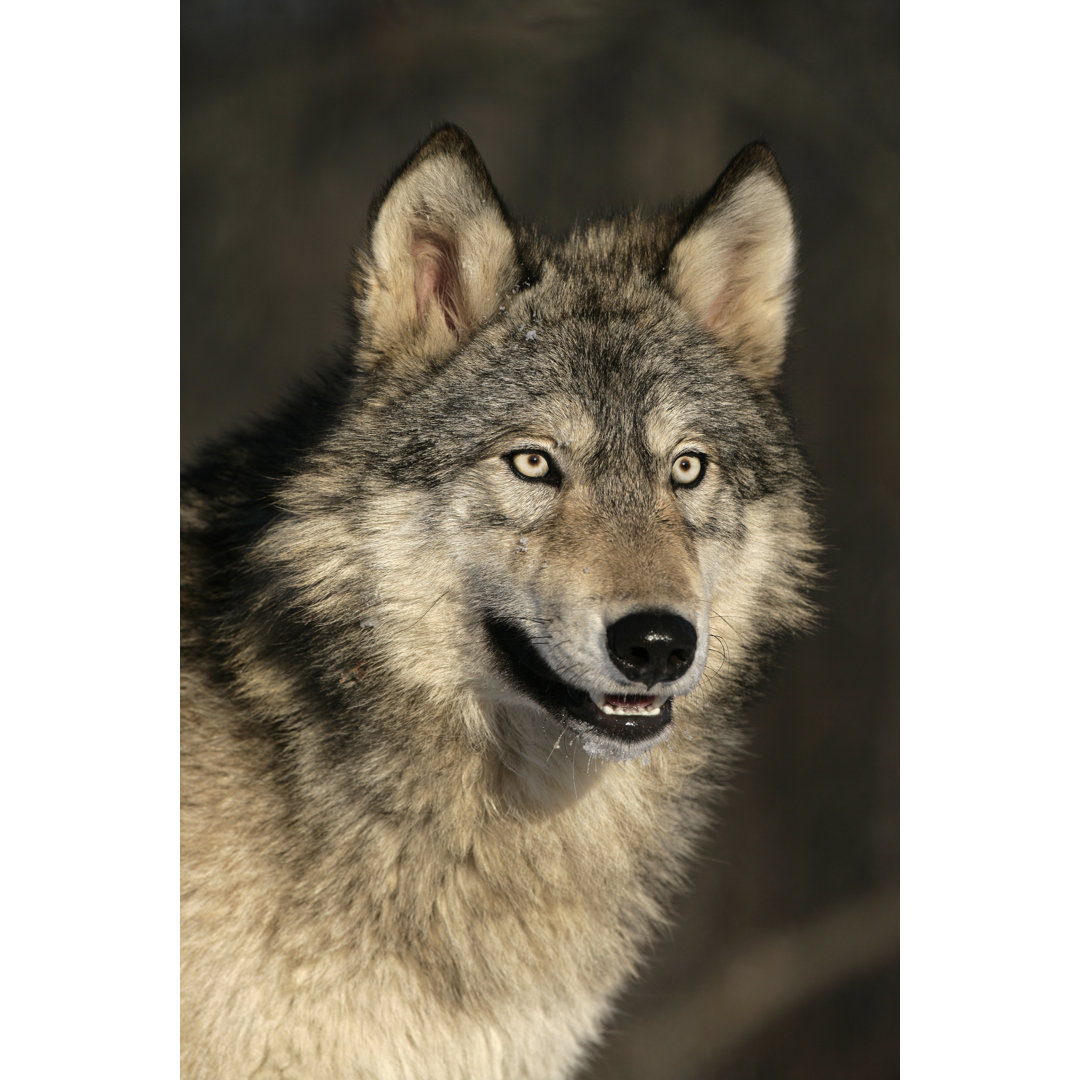 Leinwandbild Grey Wolf, Canis Lupus von Mikelane45