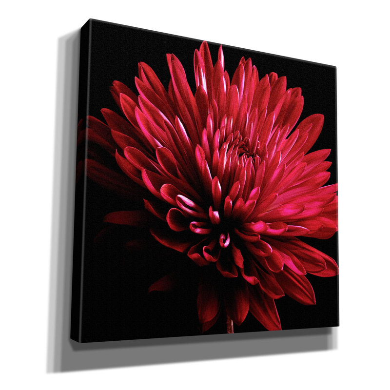 Chrysanthème rouge sur fond noir par Tom Quartermaine, H 37 po x l 37 po x P 1,5 po