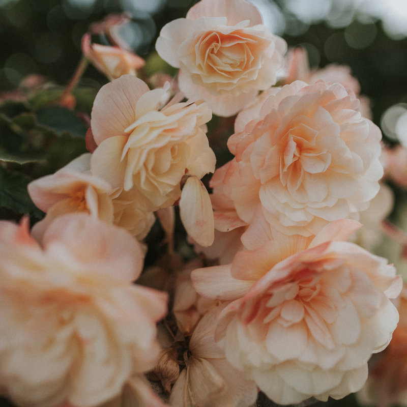 «Peach Soft Flowers» par Claudia Casal - impression, H 36 po x l 36 po, Cadre photo noyer, Non