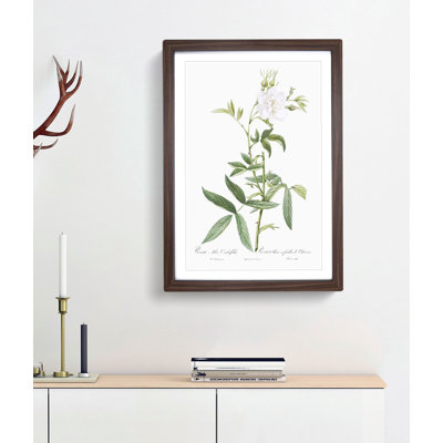 White Roses of York by Pierre-Joseph Redoute - Picture Frame Art Prints