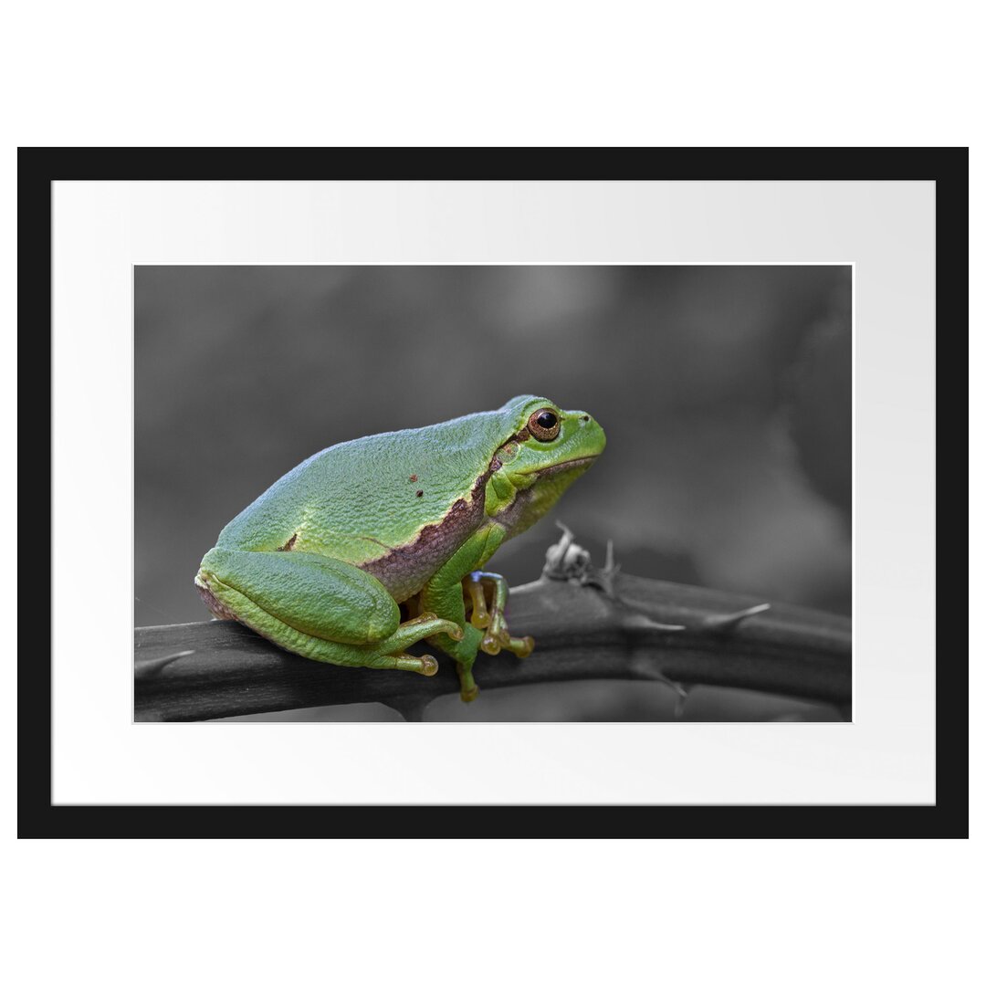 Gerahmter Kunstdruck Tiny Frog on a Thorny Branch