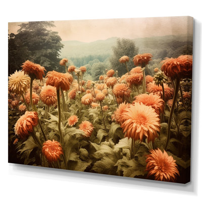 " Peach Green Chrysanthemums Field "