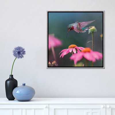 Colibri à gorge grise mâle cherchant du nectar par Tim Fitzharris - reproduction de photo