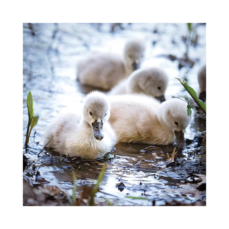 Baby Swans by Karen Burke - Wrapped Canvas Print, 45.72 cm H x 45.72 cm W x 1.91 cm D