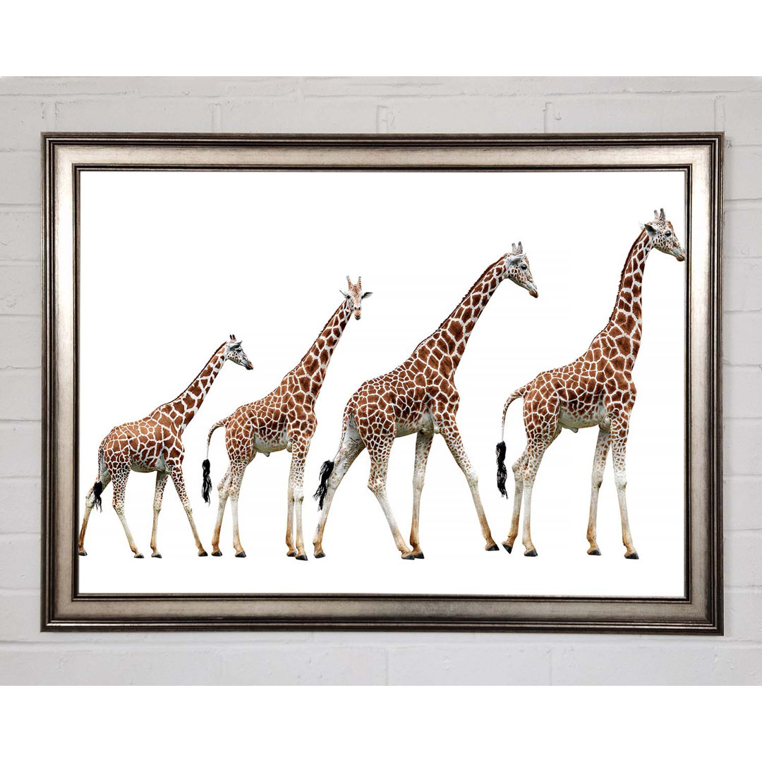 Giraffe Lineup Gerahmter Druck