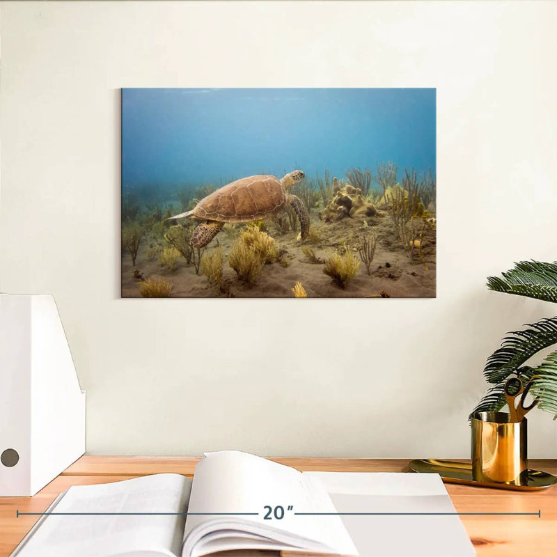 Tortue Brampt nageant sous l'eau, H 8 po x l 12 po