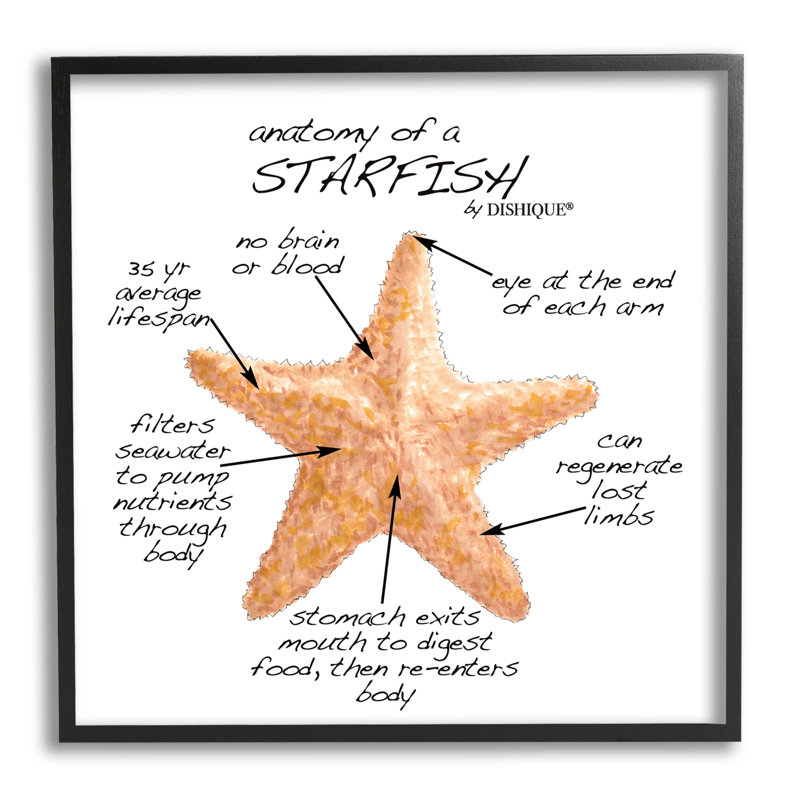 «Anatomy Of Starfish Sea Life», H 24 po x l 24 po x P 1,5 po, Giclée encadrée noir minuit