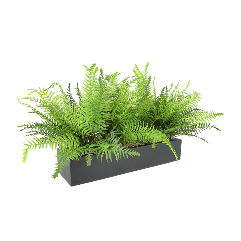 Outdoor UV Rated Ferns Arranged in Fiberstone Planter, White, 16" H x 32" W