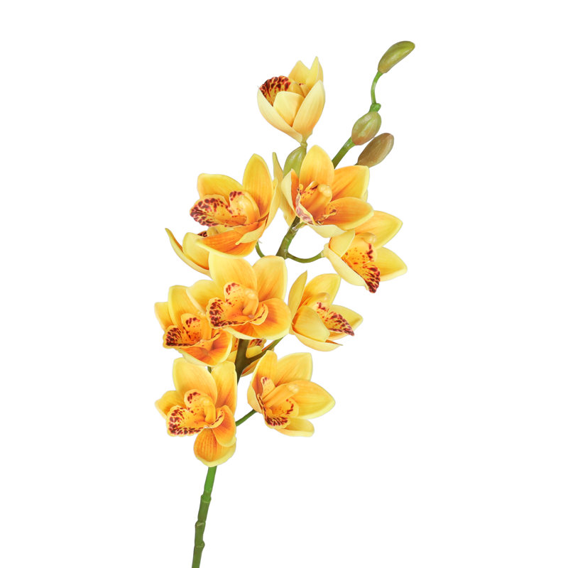 Tiges d'orchidées, Orange jaune