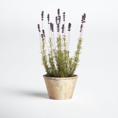 French Lavender Floral Arrangement in Pot