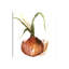 Onion by Asia Jensen - Wrapped Canvas Gallery-Wrapped Canvas Giclée-1163881792