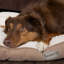 Ellen Polyester Pet Bed-165316392