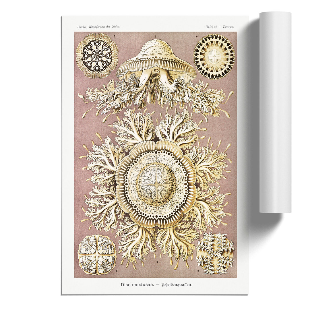 Discomedusae Jellyfish by Ernst Haeckel - Frameless Print