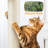 Harlsden 80'' H Cat Tree-2095307605
