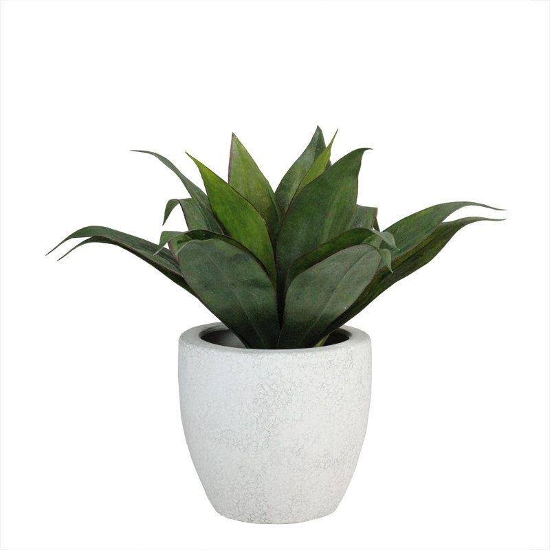 Agave verte en pot 13 po