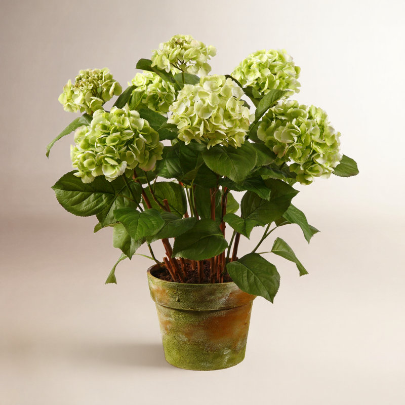 Pièce maîtresse en pot hortensia, Vert
