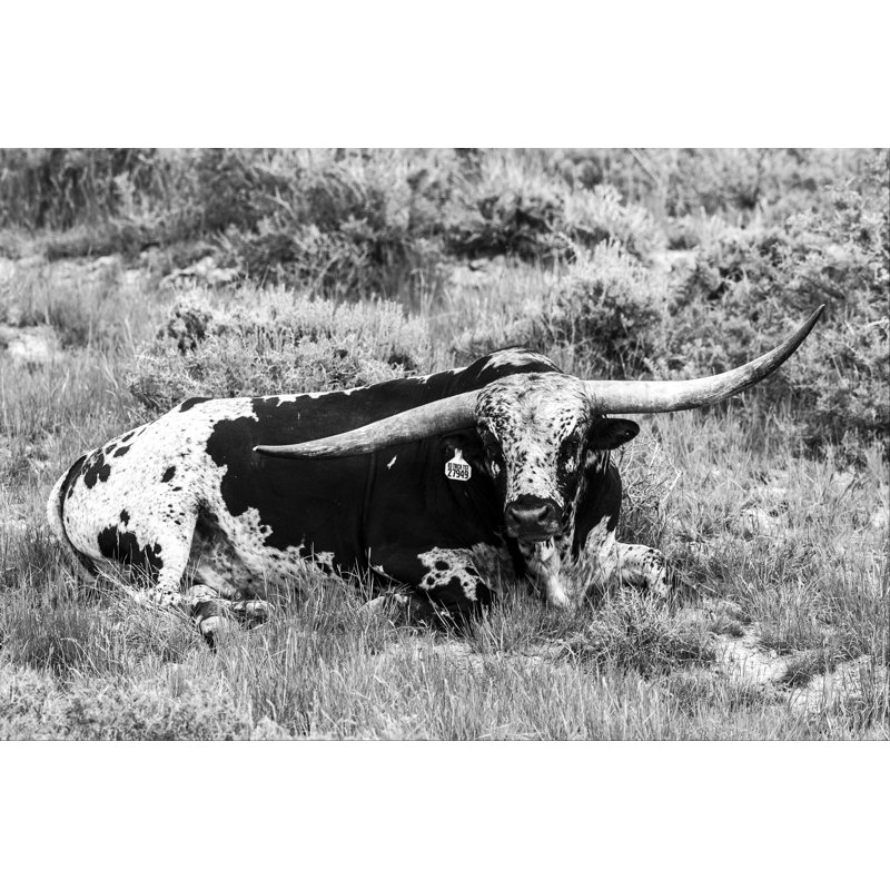 B&W Longhorn I - Photograph, 61cm H x 91cm W, Wrapped Canvas