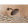 8" Eco-Performance Full/Standard Rain Shower Head, 1.75 GPM