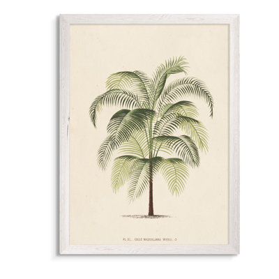 « palmierss iii » par paul cezanne-reproduction d’art sur image