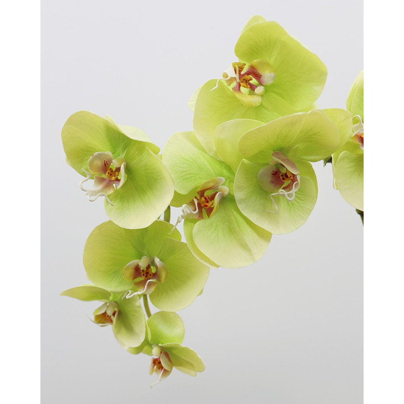 Orchidée Phalaenopsis verte 33 po, Green, 33" H x 3" W