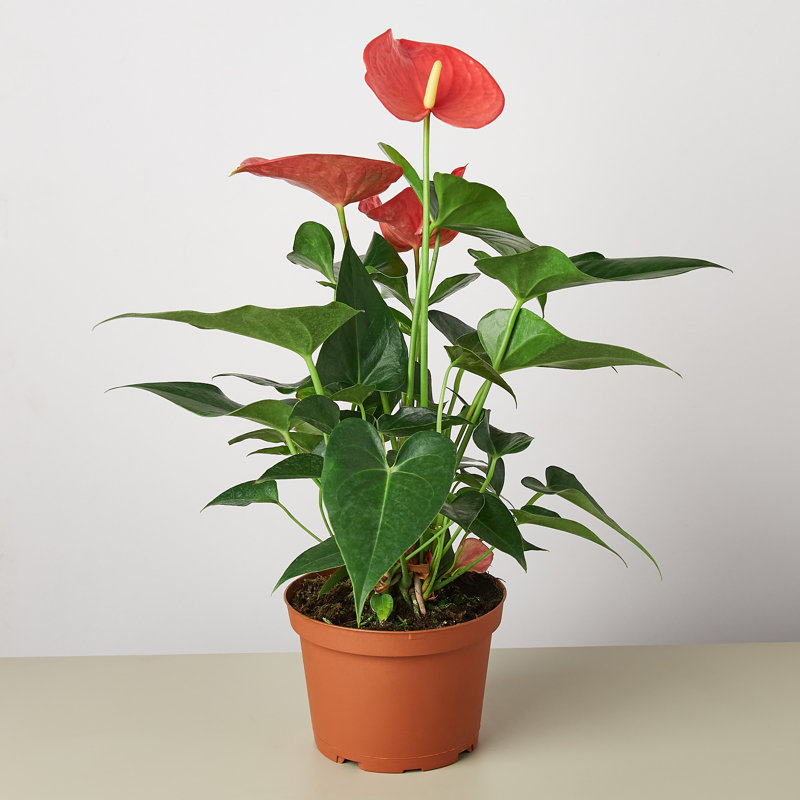 House Plant Shop Live Foliage Plant Low Maintenance Plant Rattan