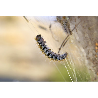 Processionary chenille - photographie sur toile tendue