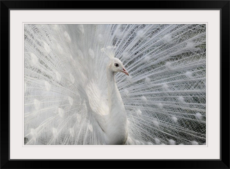 «Straub As White as Snow» par Victoria Ivanova, reproduction de photo, H 20 po x l 26 po x P 1 po, Cadre noir