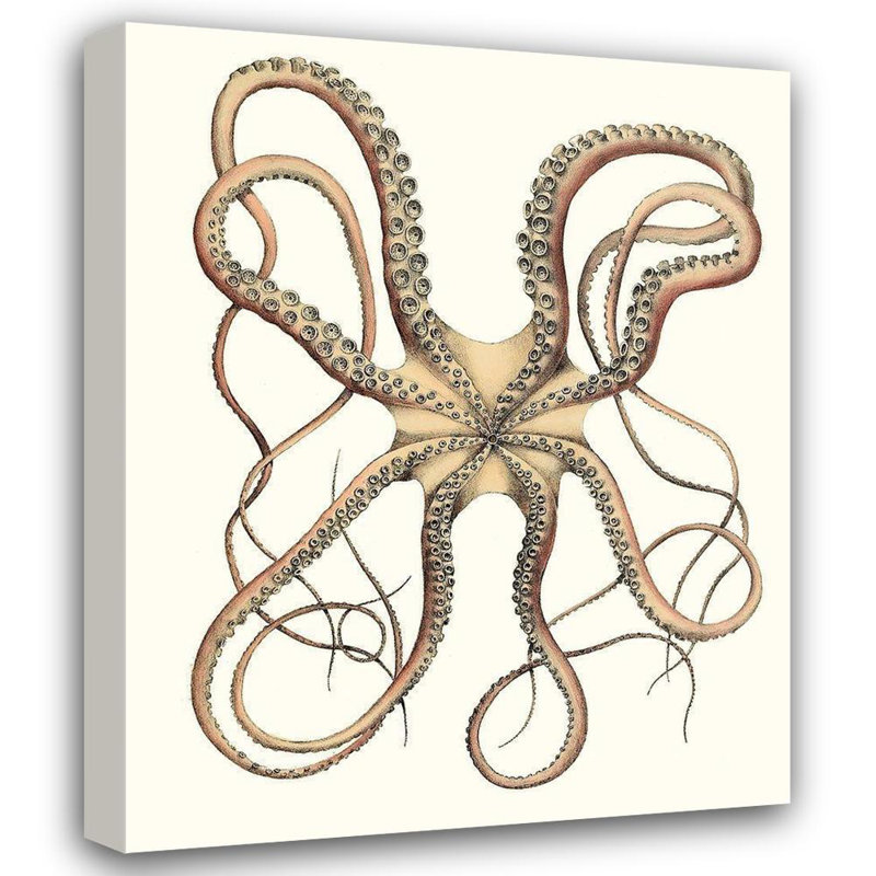 Reproduction d'art sur toile Beachcrest Home ™ Inconnue, titrée: Antique Octopus Collection IV 174301Z, H 44 po x l 36 po
