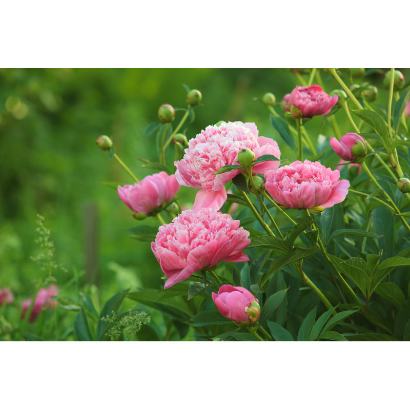Close-up Of Peonies In Open Field by Birute - Wrapped Canvas Print, 30cm H x 46cm W x 3.8cm D