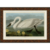Swan Giclee On Canvas by Soicher Marin Archives