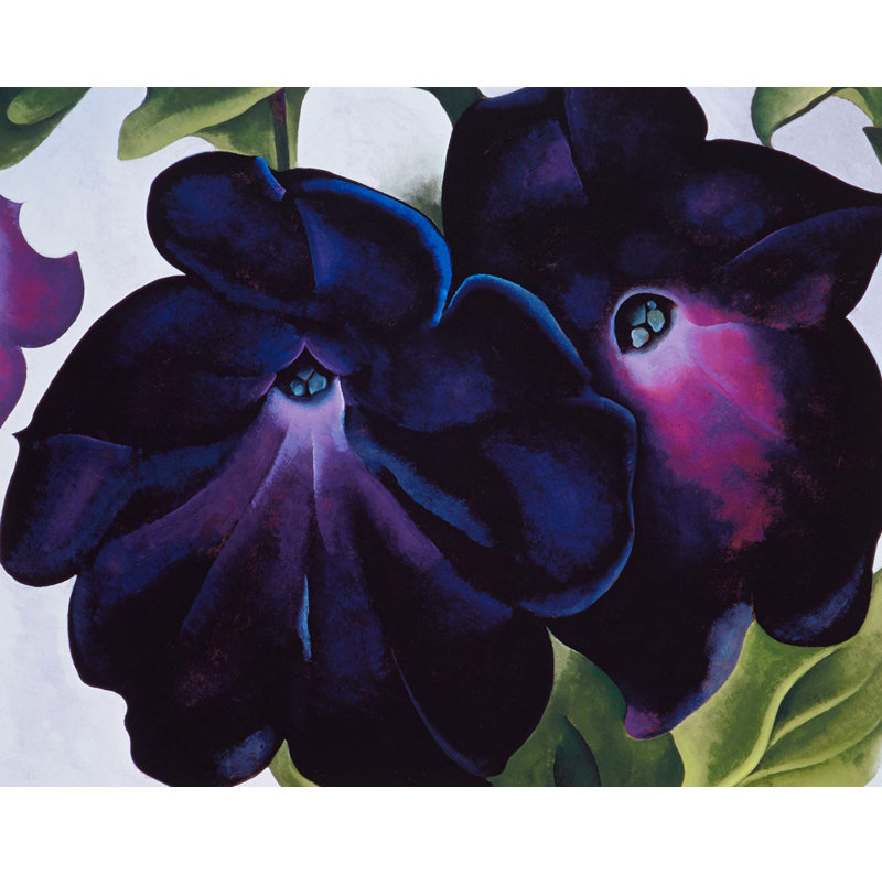 Pétunias noirs et mauves, H 36 po x l 45 po