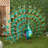 55"H Jumbo Sized Iron Majestic Peacock Statue
