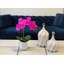 Phalaenopsis Orchid Floral Arrangement in Pot-1204512986