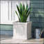 MGO PLANT